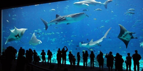 Aquarium of Genova